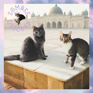 😻Gizmo & Smoke💘